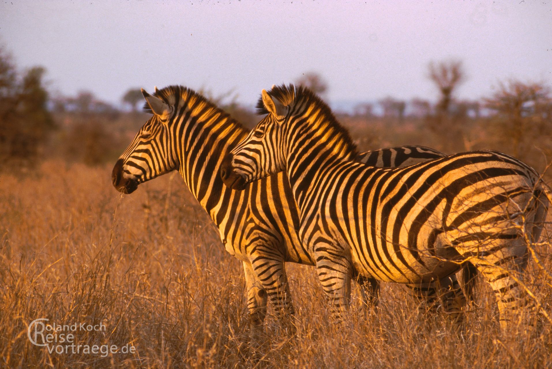 Zebras im Krüger 														Nationalpark